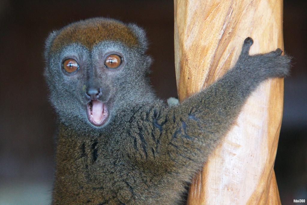 Analatsara Eco Lodge Ile aux Nattes Bagian luar foto